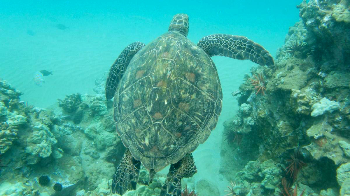 Hawaiian Honu