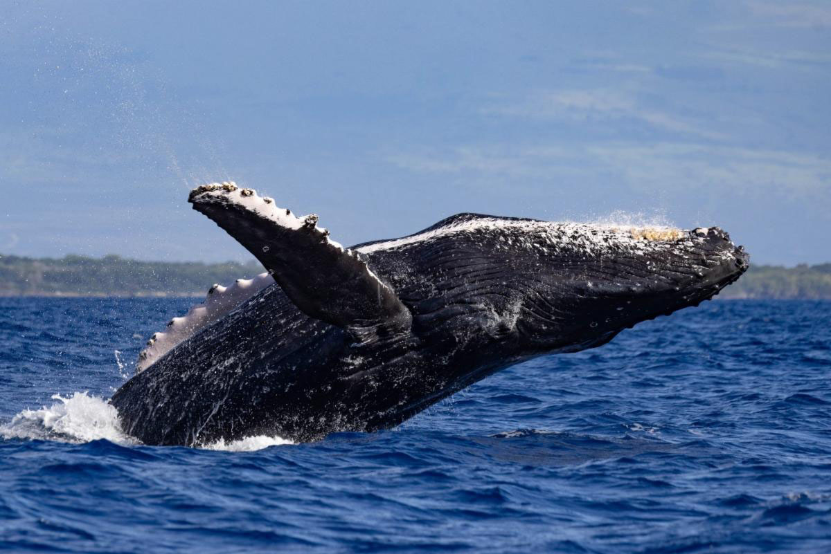 Hawai'i Facts: Whale Season